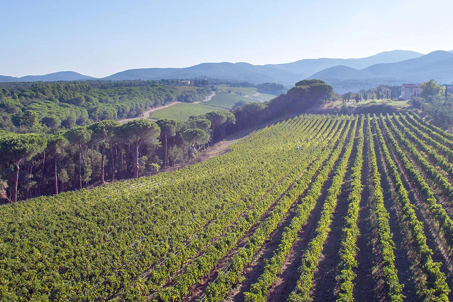 Giống nho làm rượu vang đỏ Il Pino di Biserno 2019